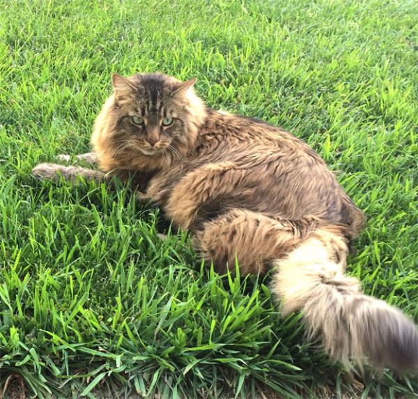 /Images/uploads/Humane Society of Utah/HSU2018/entries/4129thumb.jpg